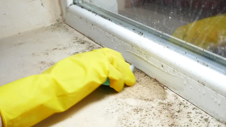 Why You Should Choose Our Mold Remediation Services in Hayesville, OR